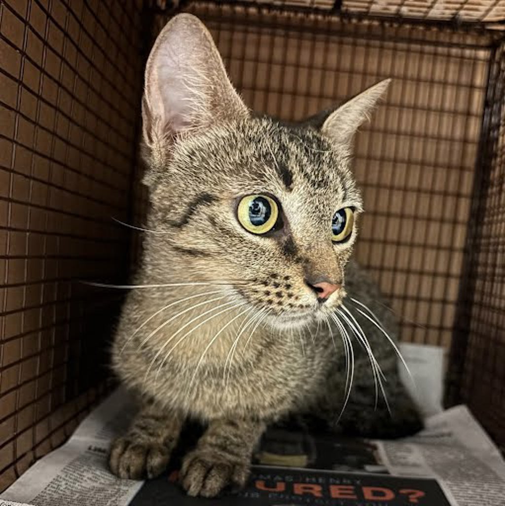 Shelter Stray Female Cat last seen Near N Interstate 35, AUSTIN, TX, 78753, 7201 Levander Loop bldg a, Austin, TX 78702, USA