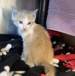 Shelter Stray Female Cat last seen Rickenbacker Circle, LIVERMORE, CA, 94551, 8323 Baldwin St, Oakland, CA 94621, USA