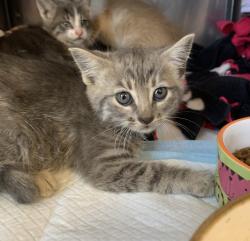Shelter Stray Female Cat last seen Rickenbacker Circle, LIVERMORE, CA, 94551, 8323 Baldwin St, Oakland, CA 94621, USA