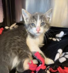 Shelter Stray Male Cat last seen Rickenbacker Circle, LIVERMORE, CA, 94551, 8323 Baldwin St, Oakland, CA 94621, USA