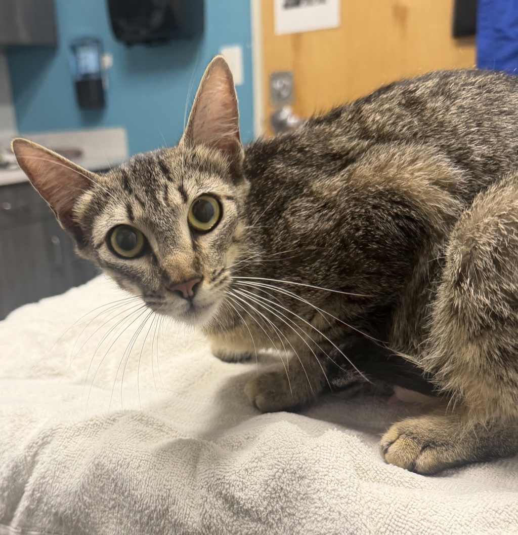 Shelter Stray Female Cat last seen Near S Tulip Street, Escondido, CA, 92025, Escondido, CA 92027, USA