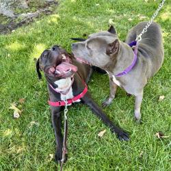 Shelter Stray Female Dog last seen Near Arthur Avenue, Oceanside, CA, 92057, Oceanside, CA 92058, USA