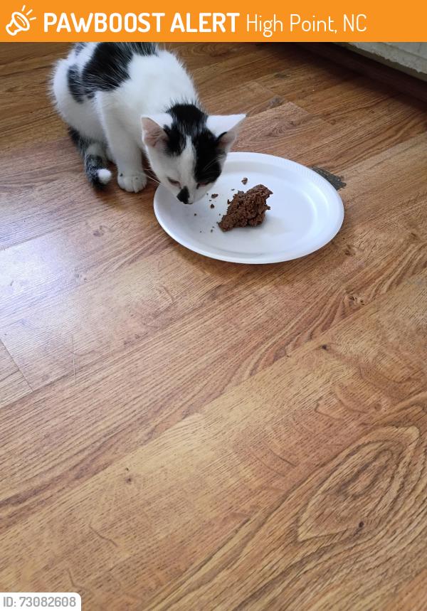 Found/Stray Male Cat last seen Model Farm Rd, High Point, NC 27263