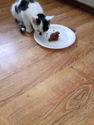 Found/Stray Male Cat last seen Model Farm Rd, High Point, NC 27263