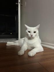 Lost Male Cat last seen Greenville and Sunflower, Santa Ana, CA 92704