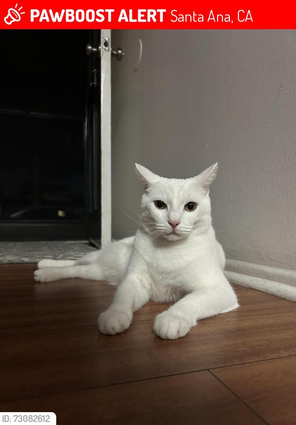 Lost Male Cat last seen Greenville and Sunflower, Santa Ana, CA 92704