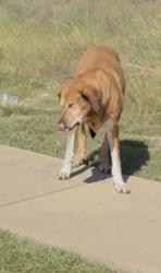Found/Stray Unknown Dog last seen Spurs trail, Dallas, TX 75217