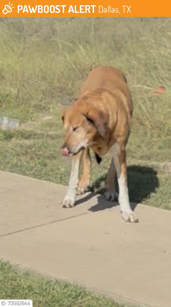 Found/Stray Unknown Dog last seen Spurs trail, Dallas, TX 75217