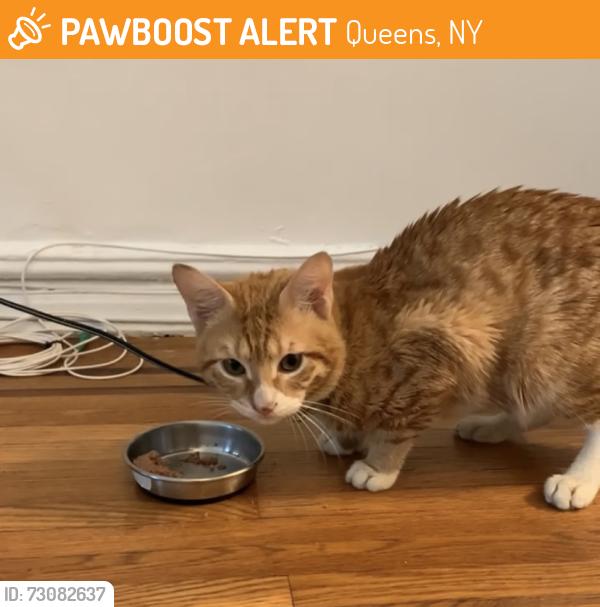 Found/Stray Unknown Cat last seen 88th street and 37th avenue, Queens, NY 11372
