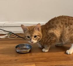 Found/Stray Unknown Cat last seen 88th street and 37th avenue, Queens, NY 11372