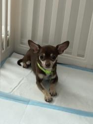 Reunited Male Dog last seen Viceroy Ct, Poinciana, FL 34758