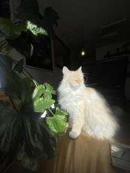 Reunited Male Cat last seen Near Richland Ave, San Francisco, CA 94110
