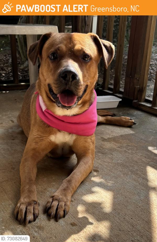 Found/Stray Male Dog last seen Lawndale Drive and Battleground Avenue, Greensboro, NC 27408