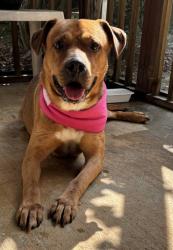 Found/Stray Male Dog last seen Lawndale Drive and Battleground Avenue, Greensboro, NC 27408