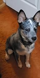 Lost Male Dog last seen Old Fort rd & galaham rd, Fort Washington, MD 20744