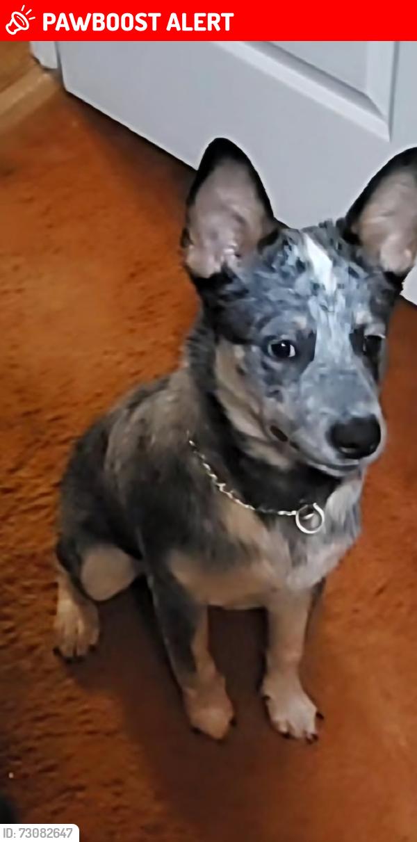 Lost Male Dog last seen Old Fort rd & galaham rd, Fort Washington, MD 20744