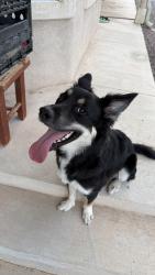 Found/Stray Male Dog last seen By Westmorland ave., Las Cruces, NM 88005