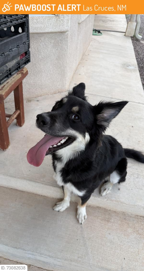Found/Stray Male Dog last seen By Westmorland ave., Las Cruces, NM 88005