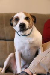 Lost Male Dog last seen He was seen across route 84 at 12:30 today, Madison, OH 44057