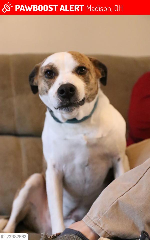 Lost Male Dog last seen He was seen across route 84 at 12:30 today, Madison, OH 44057