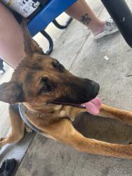 Found/Stray Female Dog last seen Walked up to Little River (Linden) Park, Linden, NC 28356