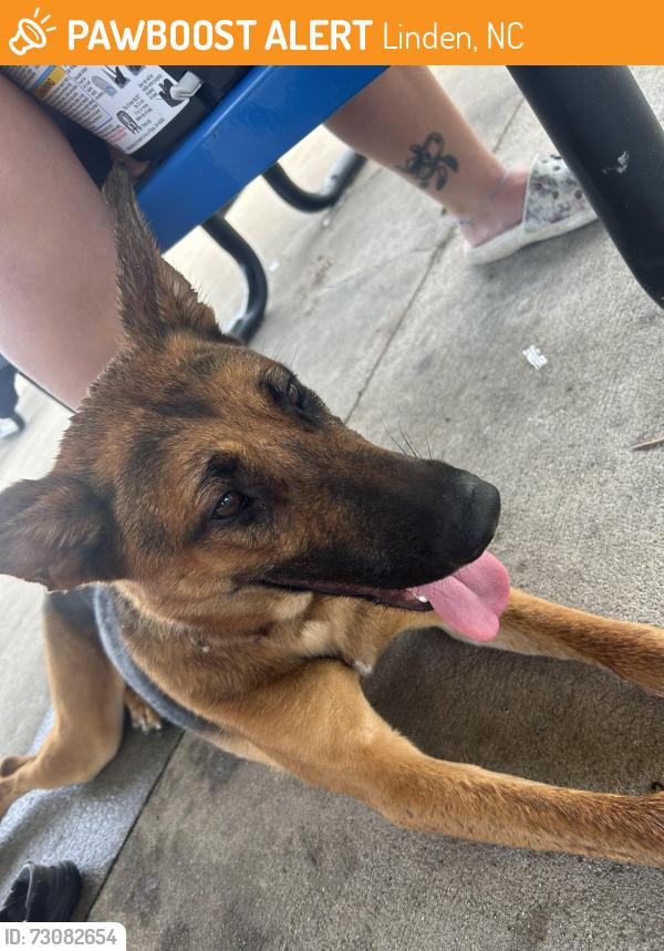 Found/Stray Female Dog last seen Walked up to Little River (Linden) Park, Linden, NC 28356