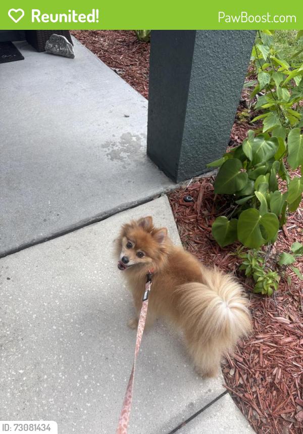 Reunited Female Dog last seen Seasons blvd , Kissimmee, FL 34746
