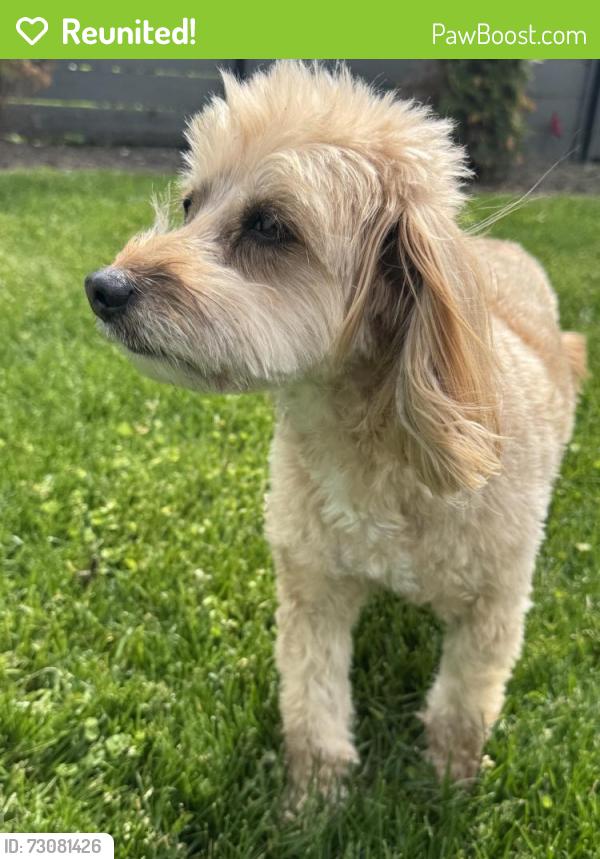 Reunited Female Dog last seen Central rd and short ln glenview , Glenview, IL 60025