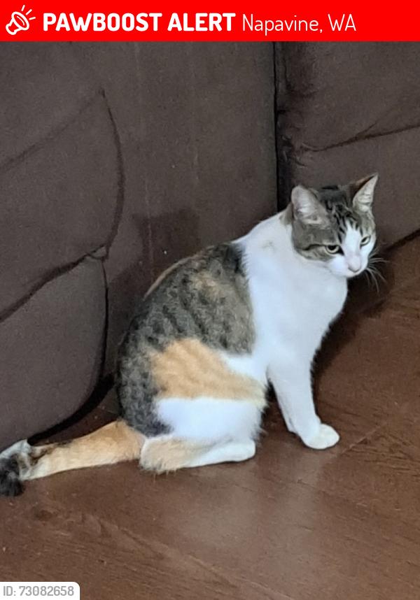Lost Female Cat last seen Near Maple Ave NW, Napavine, WA 98565