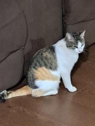 Lost Female Cat last seen Near Maple Ave NW, Napavine, WA 98565