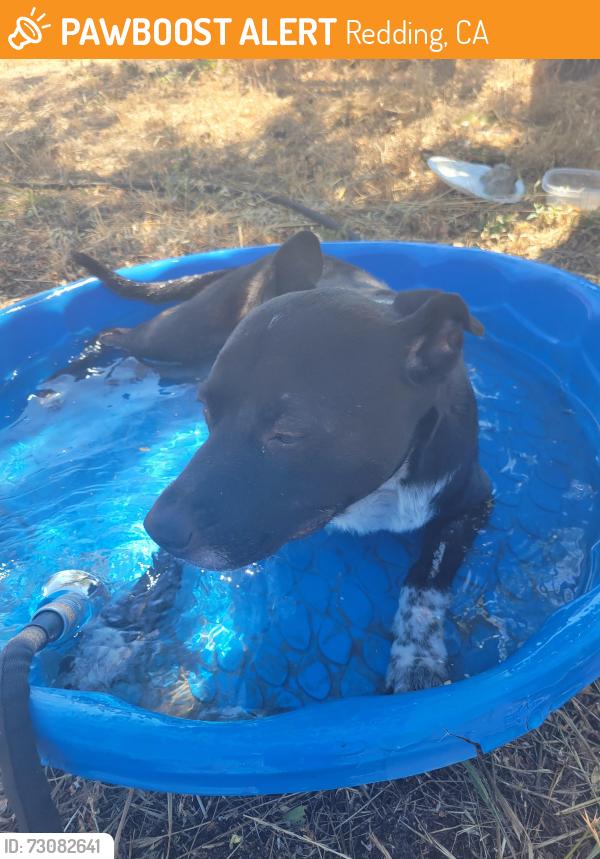 Found/Stray Male Dog last seen Bear Mtn Rd running West near Kittyhawk, Redding, CA 96003