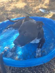 Found/Stray Male Dog last seen Bear Mtn Rd running West near Kittyhawk, Redding, CA 96003