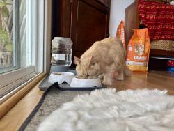 Reunited Female Cat last seen Rooney St, Santa Cruz, CA 95065
