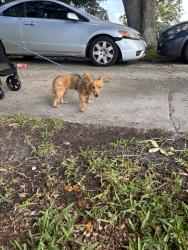 Reunited Male Dog last seen Volusia x Walton, Titusville, FL 32780