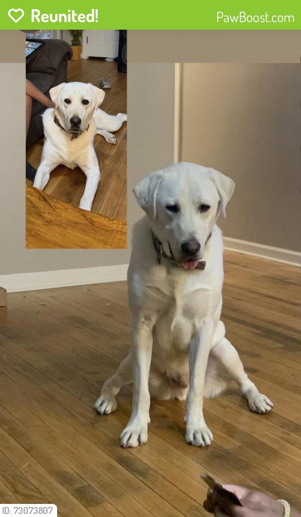 Reunited Male Dog last seen Martins Corner Street, Coatesville, PA 19320