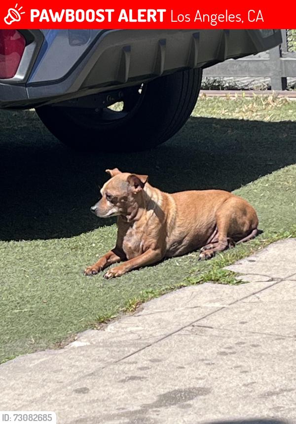 Lost Male Dog last seen 75th and Hoover, Los Angeles, CA 90044