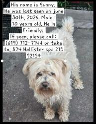 Lost Male Dog last seen Near hollister st sp 21 b, San Diego, CA 92154