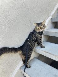 Lost Male Cat last seen Fairview Rd., Costa Mesa, CA 92626
