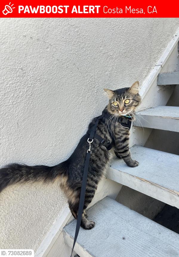 Lost Male Cat last seen Fairview Rd., Costa Mesa, CA 92626
