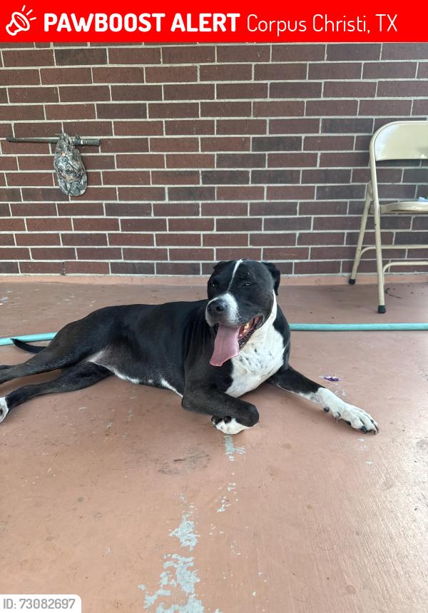 Lost Female Dog last seen Wood River neighborhood, Corpus Christi, TX 78410