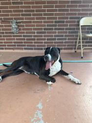 Lost Female Dog last seen Wood River neighborhood, Corpus Christi, TX 78410