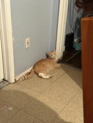 Lost Male Cat last seen Los Angeles, CA 90044, Los Angeles, CA 90044