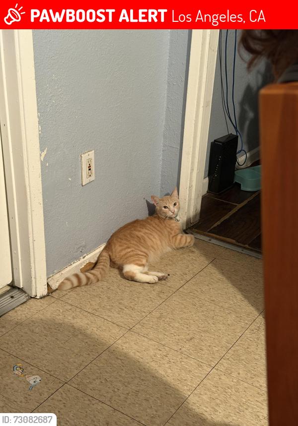 Lost Male Cat last seen Los Angeles, CA 90044, Los Angeles, CA 90044
