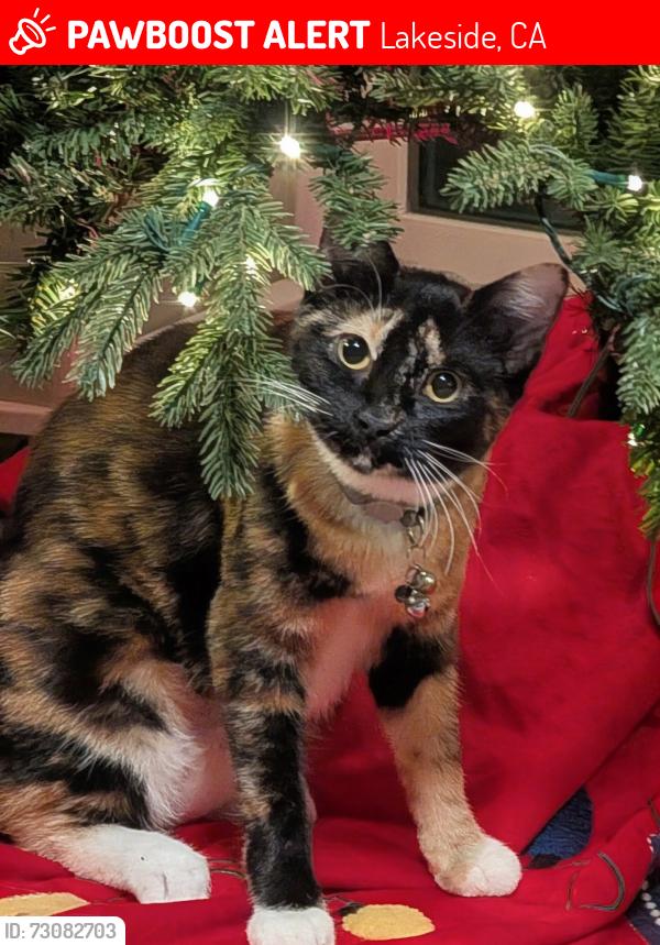 Lost Female Cat last seen Santee, Lakeside, CA 92040