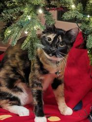 Lost Female Cat last seen Santee, Lakeside, CA 92040