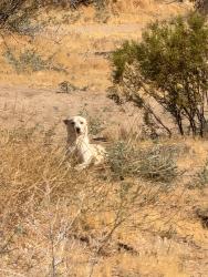 Found/Stray Female Dog last seen Cactus and jonathan, Adelanto, CA 92301