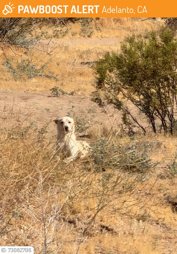 Found/Stray Female Dog last seen Cactus and jonathan, Adelanto, CA 92301