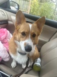 Lost Female Dog last seen Chouteau and Tower Grove Ave, St. Louis, MO 63110