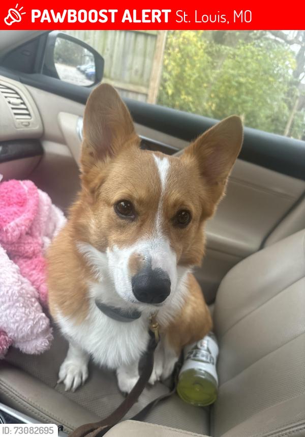 Lost Female Dog last seen Chouteau and Tower Grove Ave, St. Louis, MO 63110