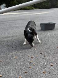 Found/Stray Unknown Dog last seen Jones Gap Baptist Church, Hendersonville, NC 28739